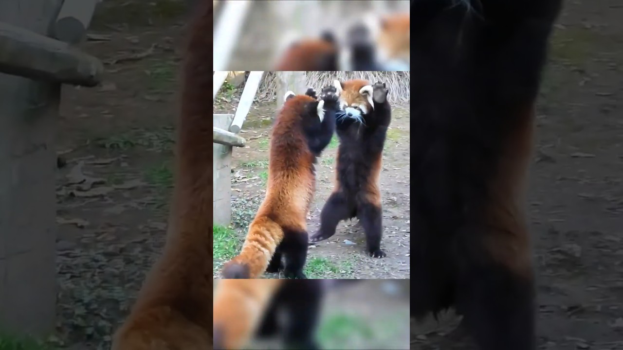 Red Pandas Have The Cutest Kung Fu Battle