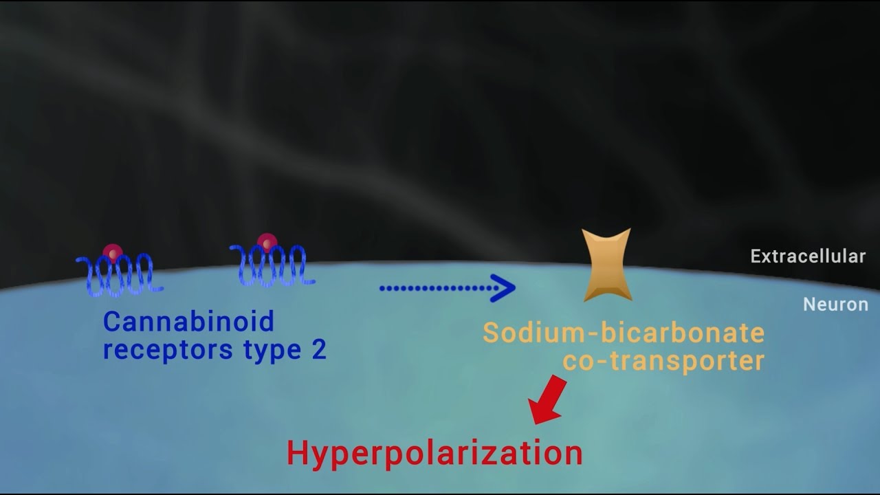 VA. Cannabinoid Type 2 Receptors Mediate a Cell Type-Specific Plasticity in the Hippocampus