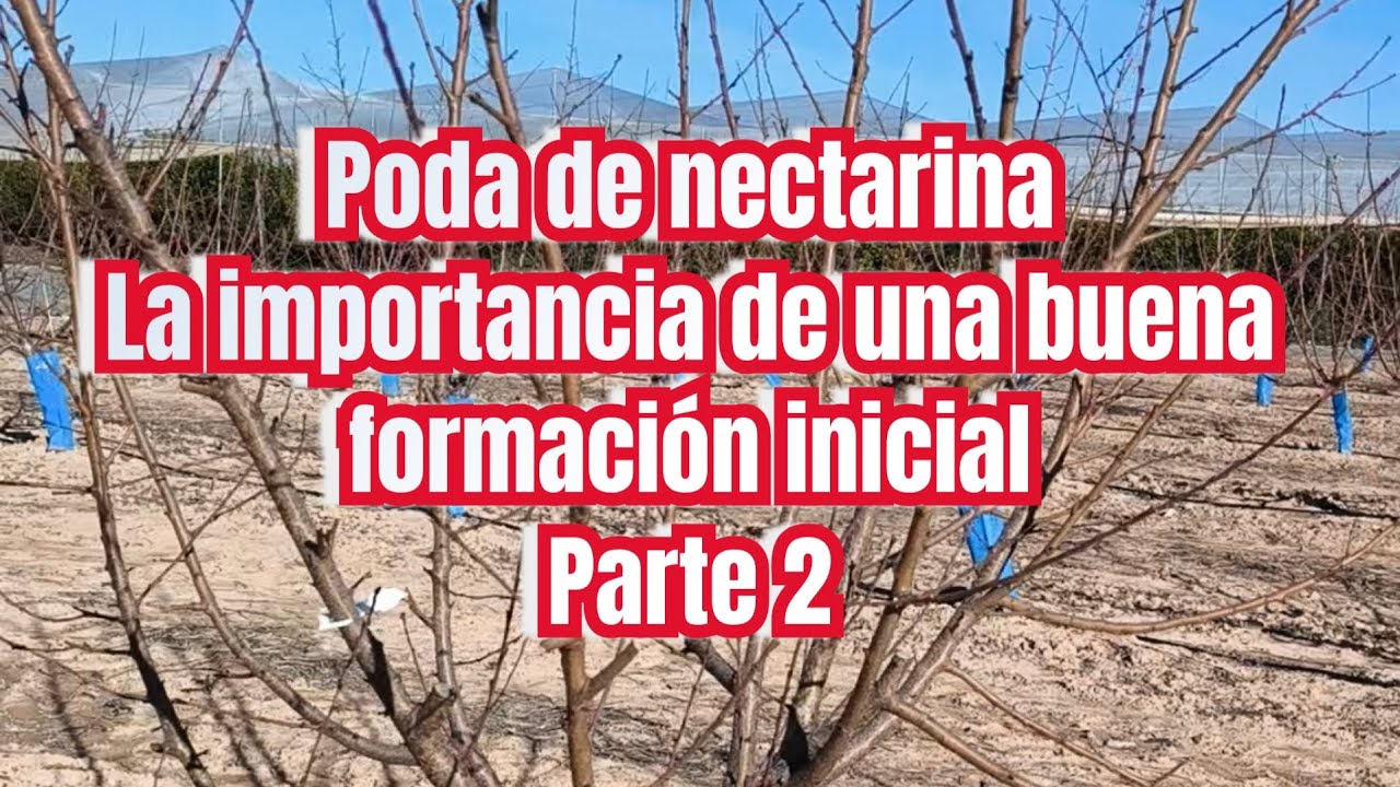 Poda de nectarina, la importancia de una buena formación inicial parte 2