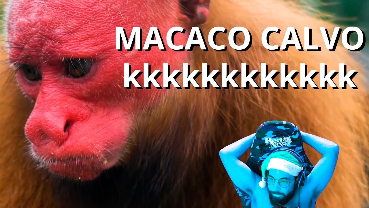 SMZINHO REAGE AOS ANIMAIS MAIS RAROS DA NATUREZA