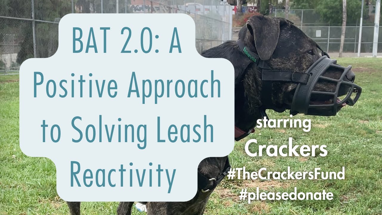 Crackers' First BAT 2.0 Session -  A Positive Approach to Solving Leash Reactivity