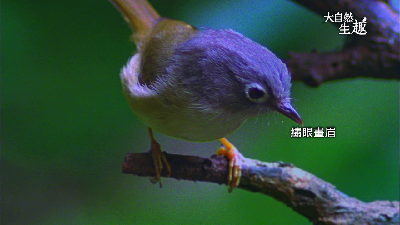 《大自然生趣》 EP33：中海拔山鳥大聚會