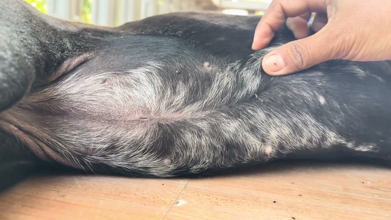 Long time I busy now Dodo has a lot of fleas 🥲🐜🕷️🕷️