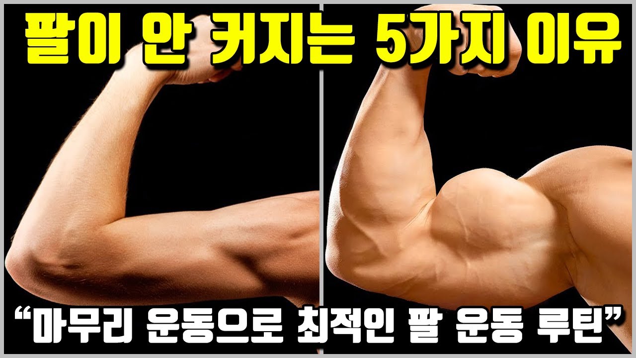 팔이 안 커지는 5가지 이유 [feat. 팔 운동 루틴]