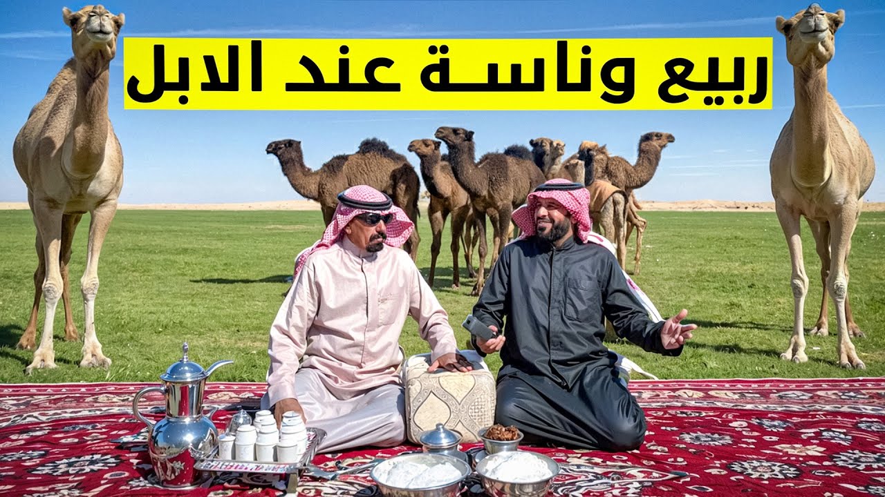 :“جلسة ربيع ساحرة بين الإبل حليب طازج وقصص مؤثرة