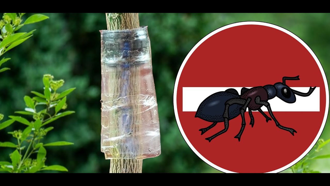 COMO ELIMINAR LAS HORMIGAS de los árboles frutales 100% EFECTIVO
