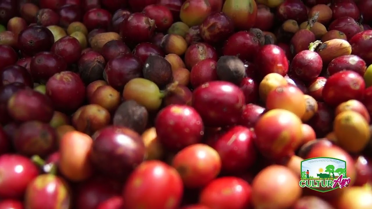 Cortes de café/La Dalia Matagalpa