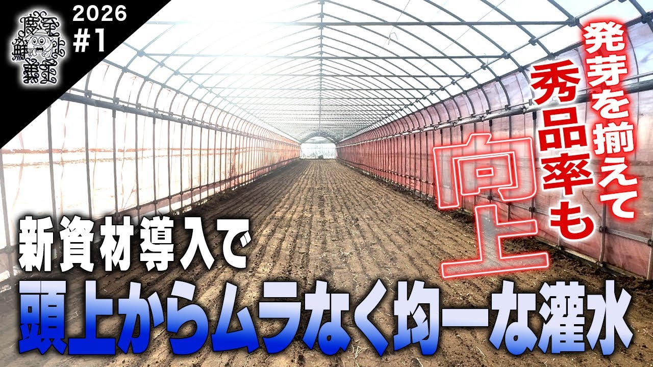 【軟弱葉物】ミストエースSナイアガラを使って均一に灌水