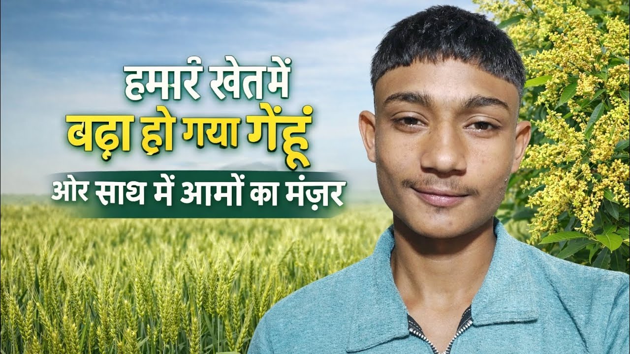 Hamare kheton Mein Bada Ho Gaya gehun aur sath mein Manjar Mere channel ko subscribe kar lo please🙏🙏