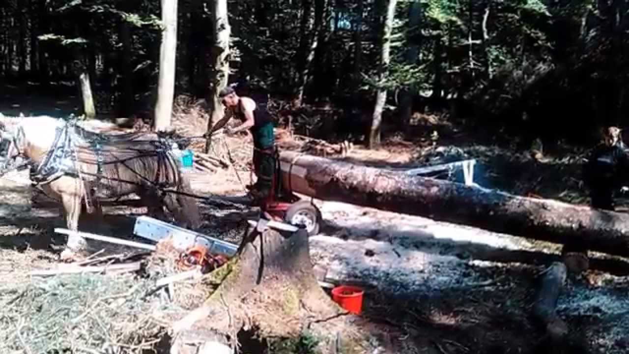 Holzrücken mit Pferden