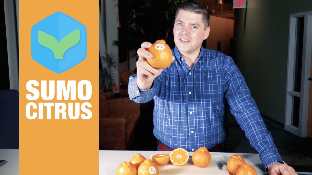 SUMO Citrus: A Winter Delicacy!