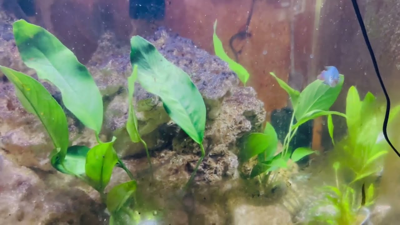 Aquatic Plants added