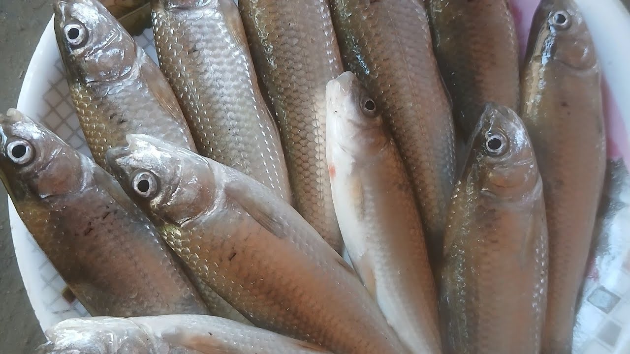 গ্রাম্য স্বাদের বাটামাছের ঝোল | সহজ মশলায় পাতলা ঝোল রেসিপি@ Village Bengla Rannaghar 
