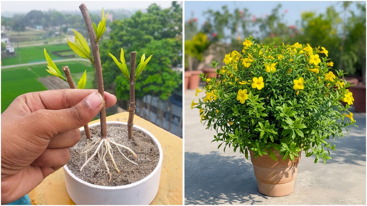 Simple way to grow yellow elder flower plant at home |Easy & fast method