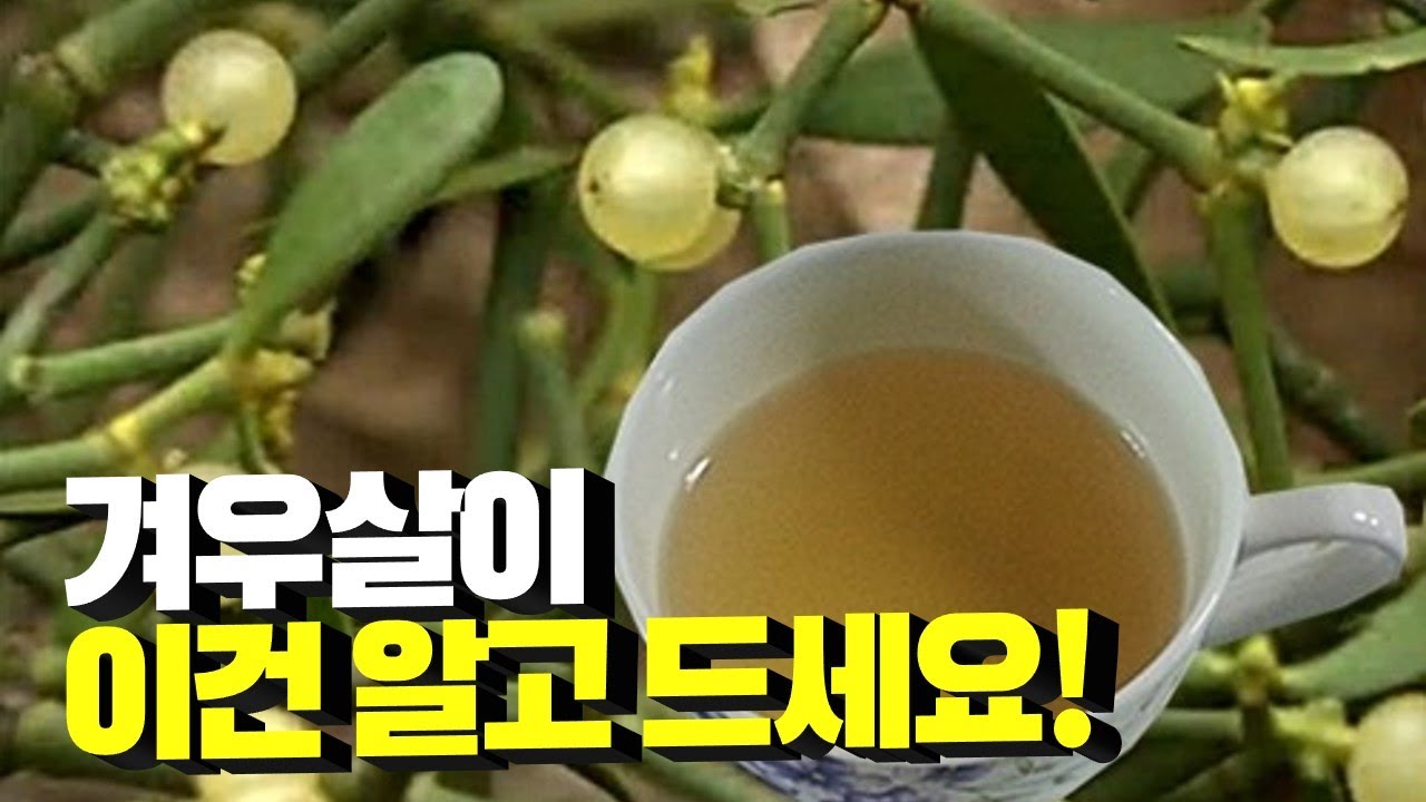 겨우살이 이것만은 알고 드세요! 효능, 부작용, 주의사항, 겨우살이차 만들어 먹는법까지 싹 다 알려드립니다!