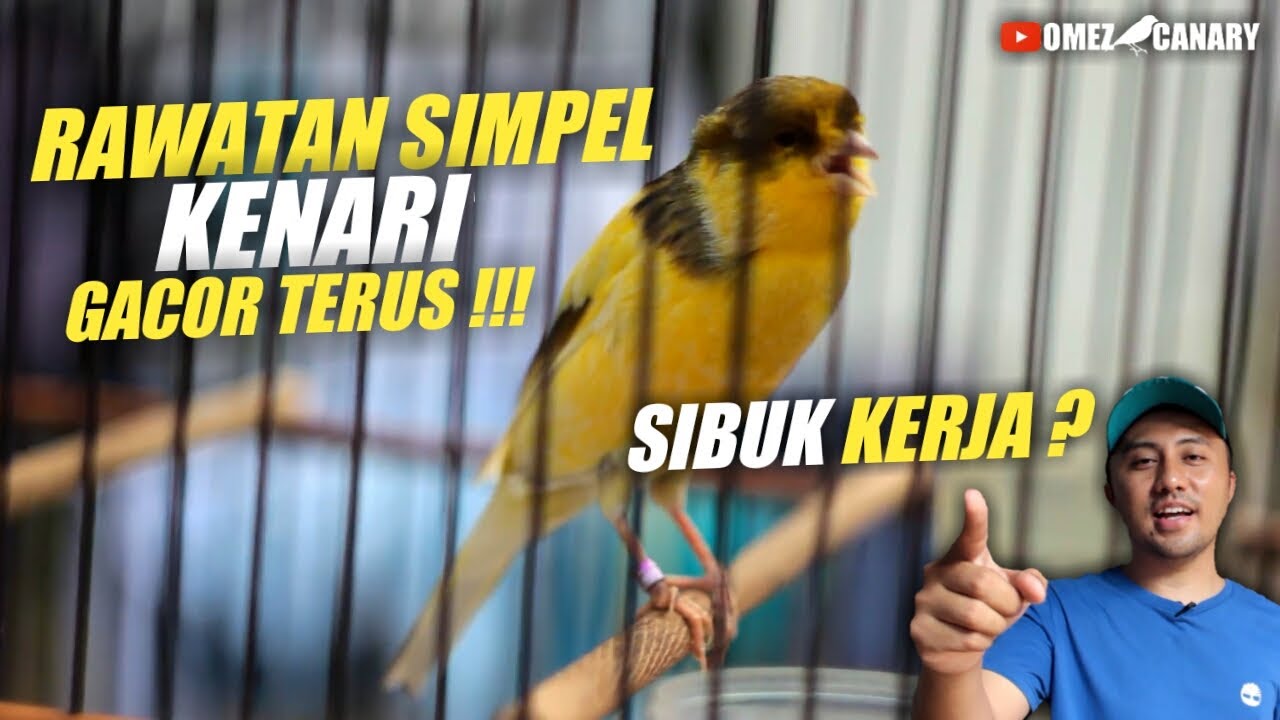 Tips merawat kenari buat yg sibuk kerja biar tetap gacor dan rajin bunyi