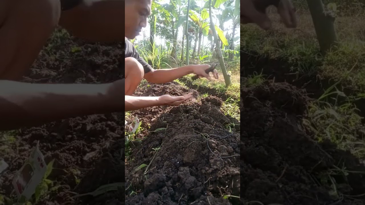 cara menanam cabai merah keriting dari biji di lahan terbuka