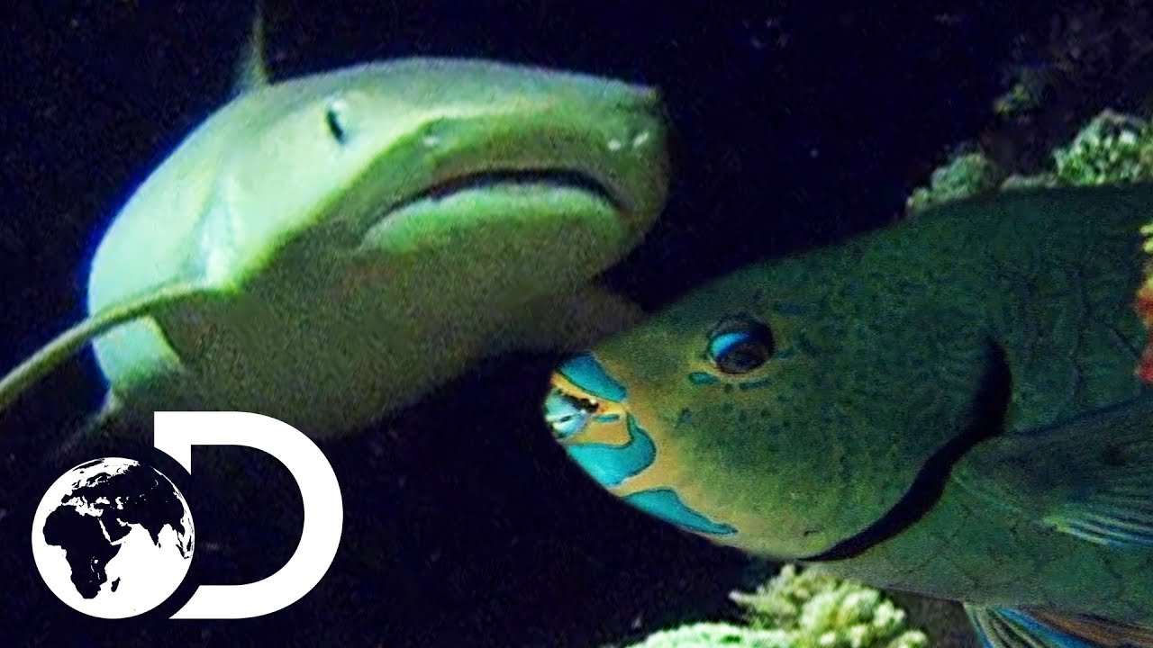 Deadly Shark With Super Senses Hunts For Parrot Fish | Wildest Islands Of Indonesia