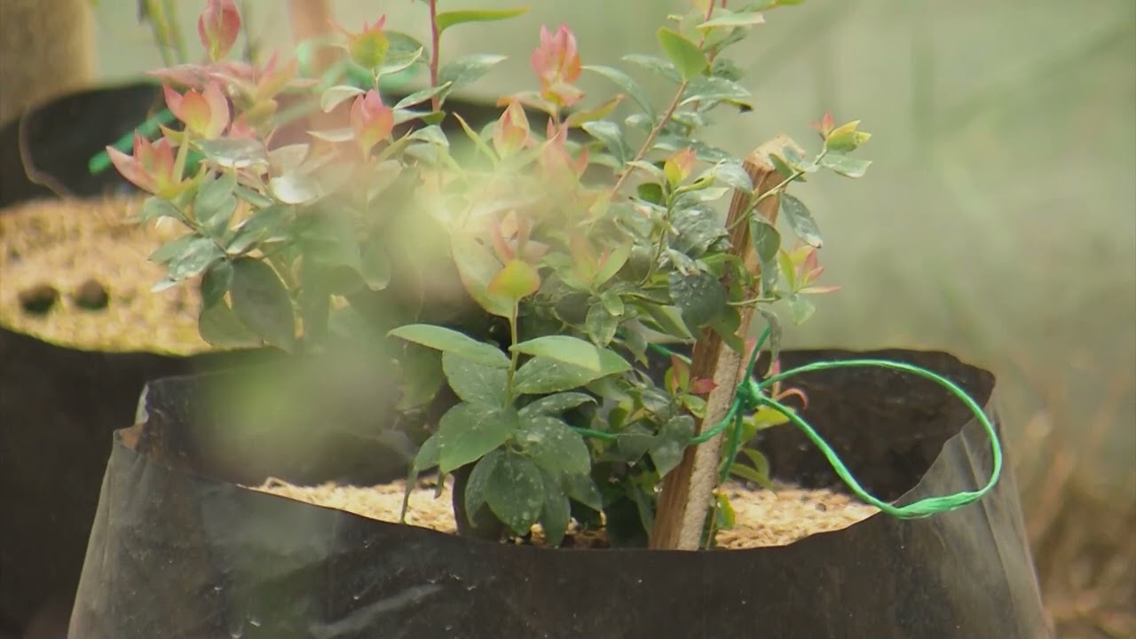 Arándanos: Trasplante y primeros cuidados - La Finca de Hoy