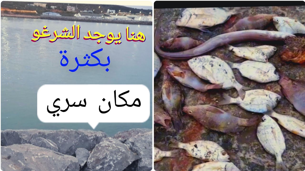 الصيد الشرغو في مكان سري الشلحات القنيطرة حصيلة ضخمة العيش الحر وسر البقاء في البرية @sayedwohoch