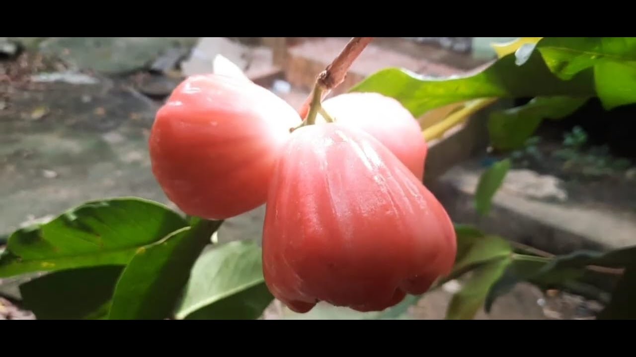 MELIHAT YG KE DUA KALINYA JAMBU AIR PERSILANGAN DARI PINK ROSE APPLE