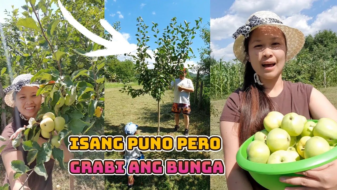 GRABI ISANG PUNONG APPLE PERO ANDAMING NA HARVEST NAMIN😍🥰