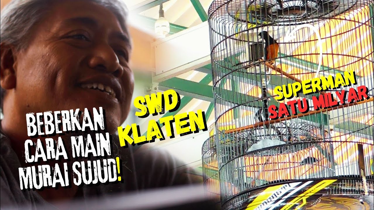 GROGI LAWAN SUPERMAN🔥🔥SWD KLATEN Beberkan Perawatan MURAI BEGAL #muraisujud #kicaumania