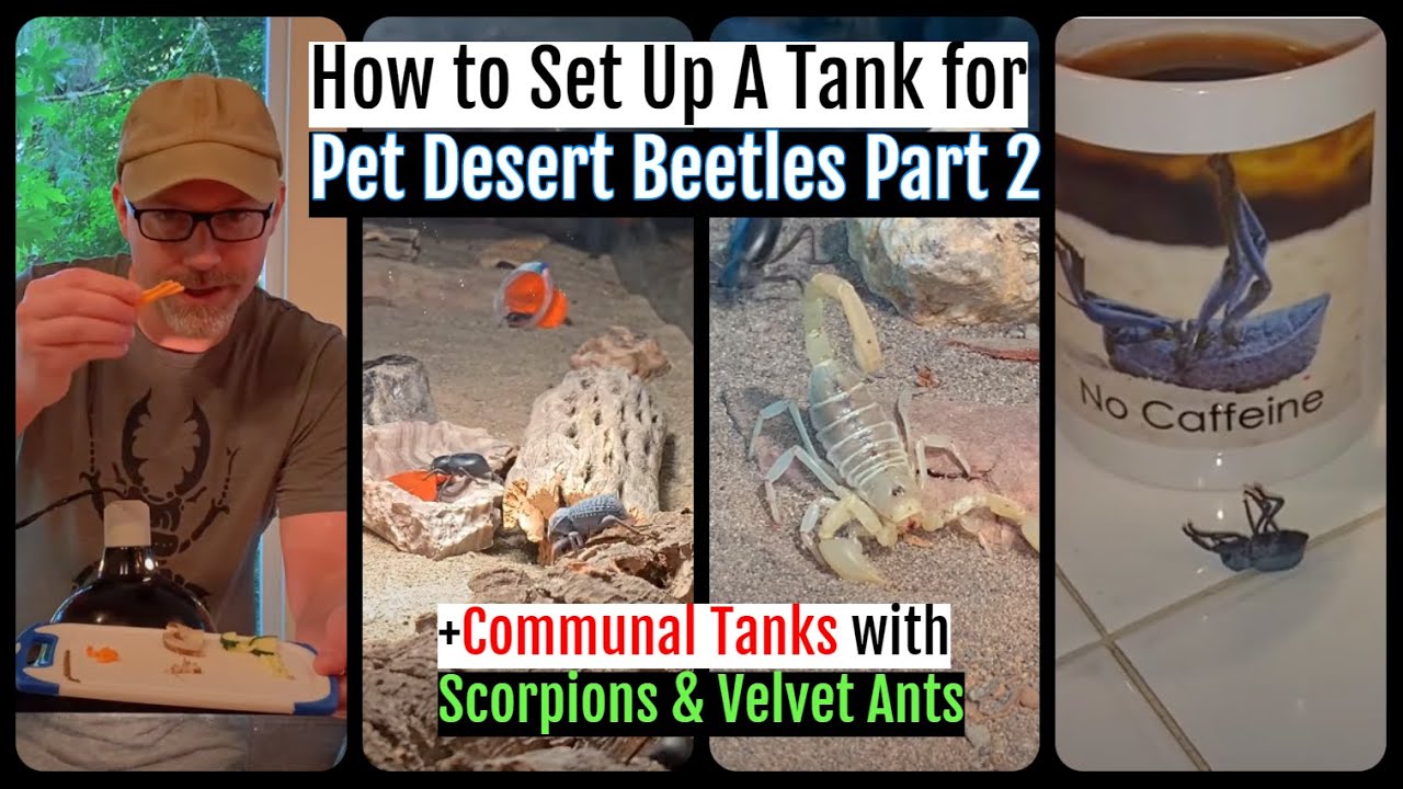Как создать аквариум для пустынных жуков. Часть 2. #bluedeathfeigningbeetletank #communaltank