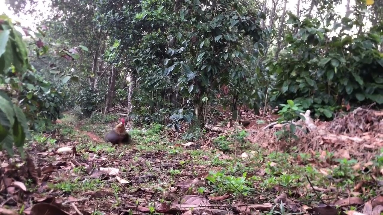 Bẫy gà rừng rặc mới nhất gà trống giả mái cái kết bất ngờ 