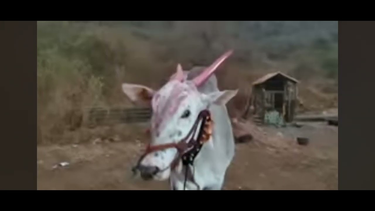 फास्ट ट्रॅक बकासुर गुगल वर सर्च केल्यावर बैलगाडा क्षेत्रातला देव  तेव्हा नाव येतं लक्षा आणि बकासुर 