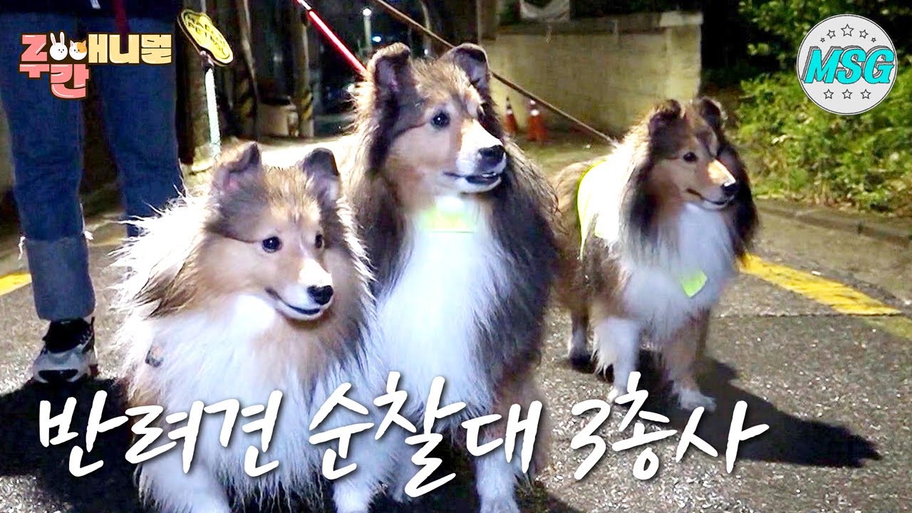 귀여운 순찰 현장! 반려견 순찰대 3총사 #주간애니멀 #MSG #생방송 오늘 저녁 MBC  220510방송