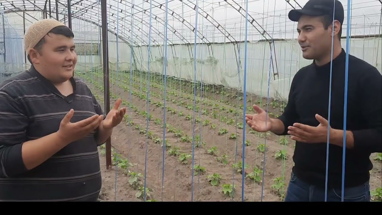 Oltiariq tumaniga kaliforniya qizil chuvalchanglari yetkazildi, Biogumus biznesi uchun.932169094