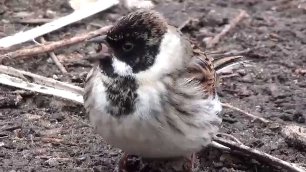 April 2014 lee morris video diary