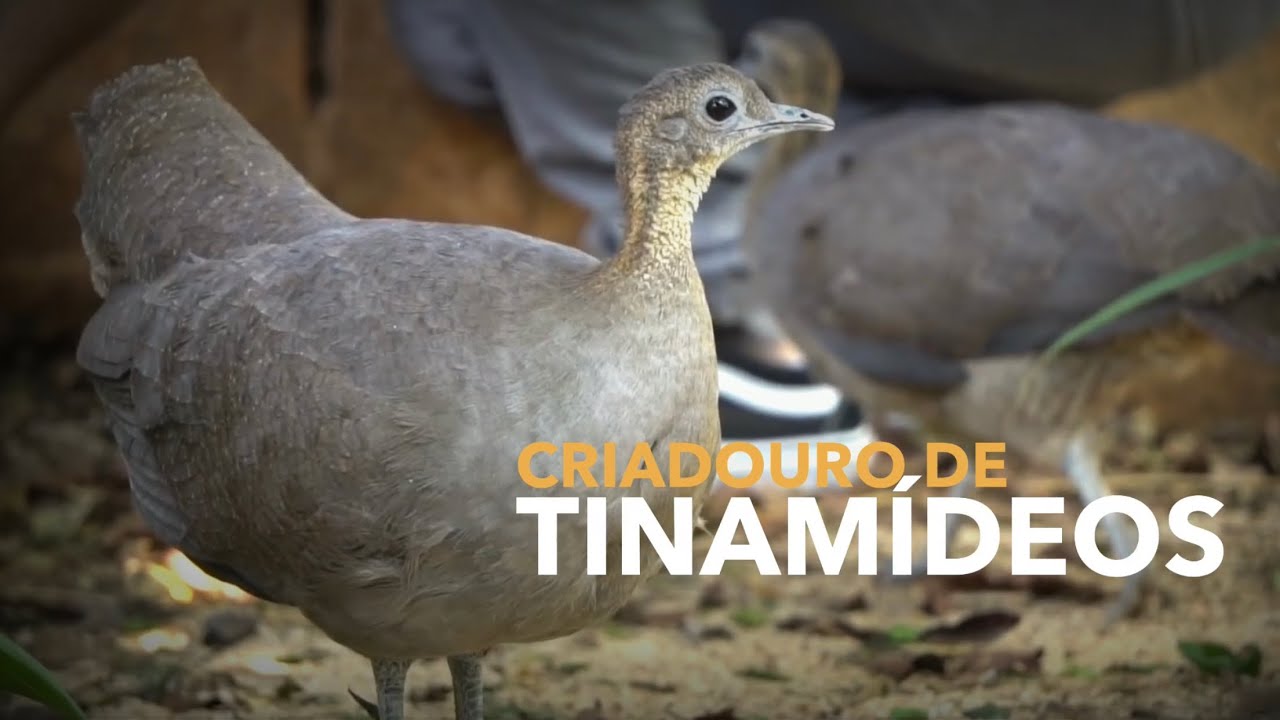 Criadouro reproduz espécies ameaçadas de Extinção!!! | TINAMÍDEOS | Criadouro de Aves
