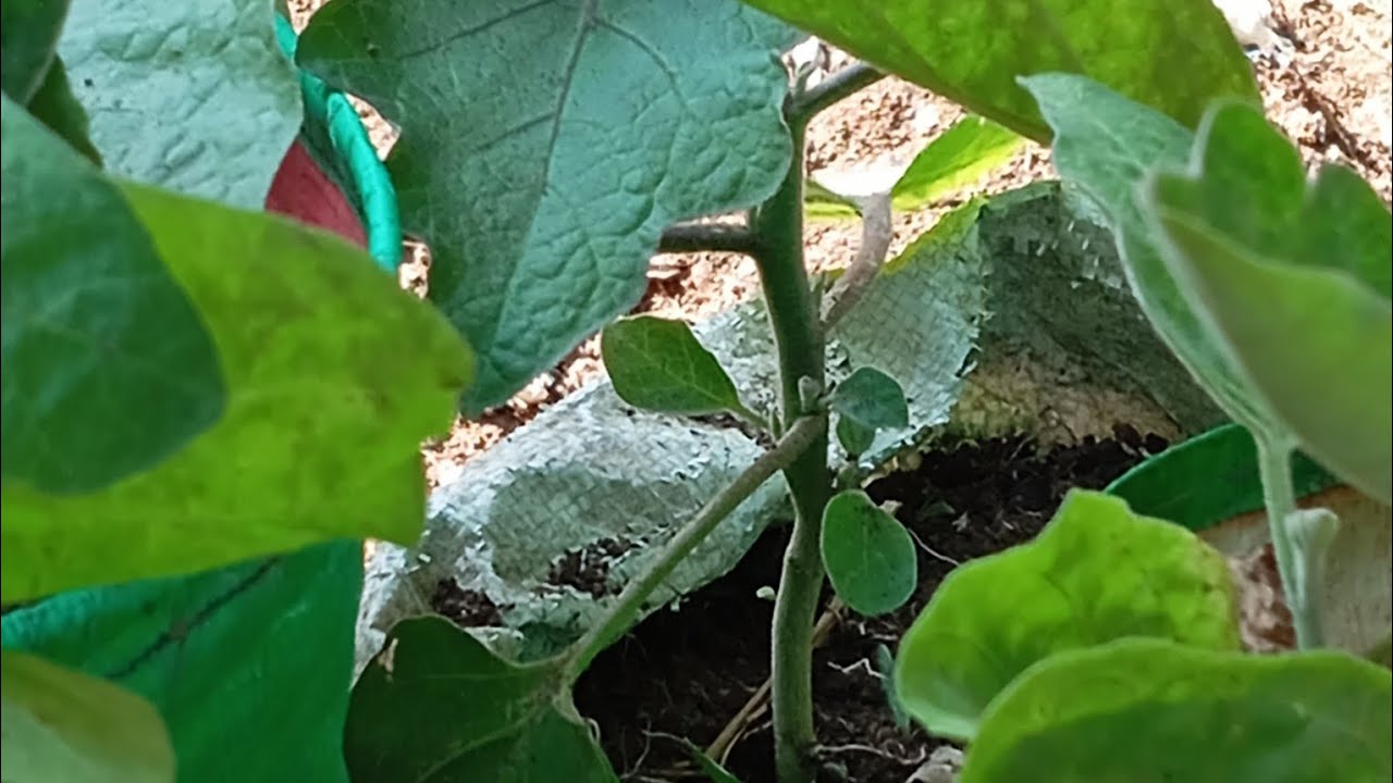 শুকনা পাতা দিয়ে সহজ ভাবে বেগুন চাষ করার পদ্ধতি#soilless #organic #garden 