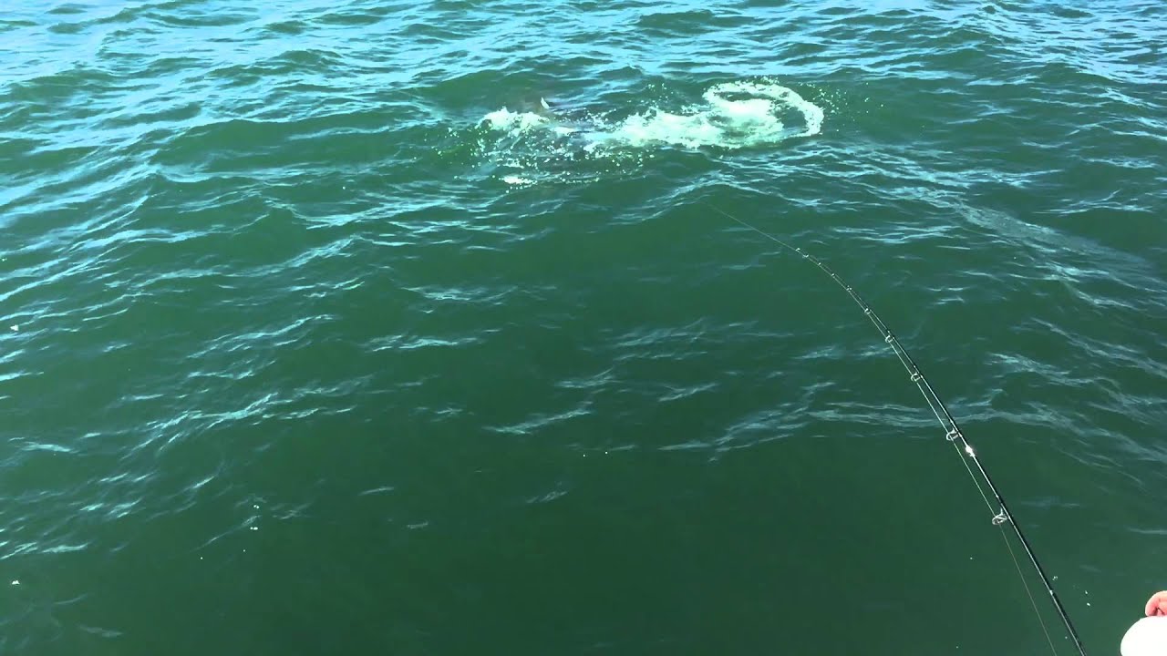Hammerhead shark nails Tarpon in Boca Grande