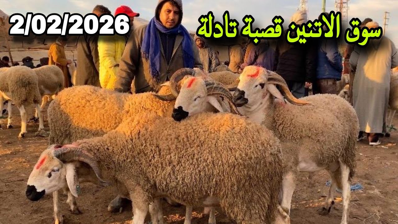مباشرةً من سوق الاتنين قصبة تادلة 2/2/2026 مغ التمن الحولي و النعجة و حولية 🐑🐑🇲🇦