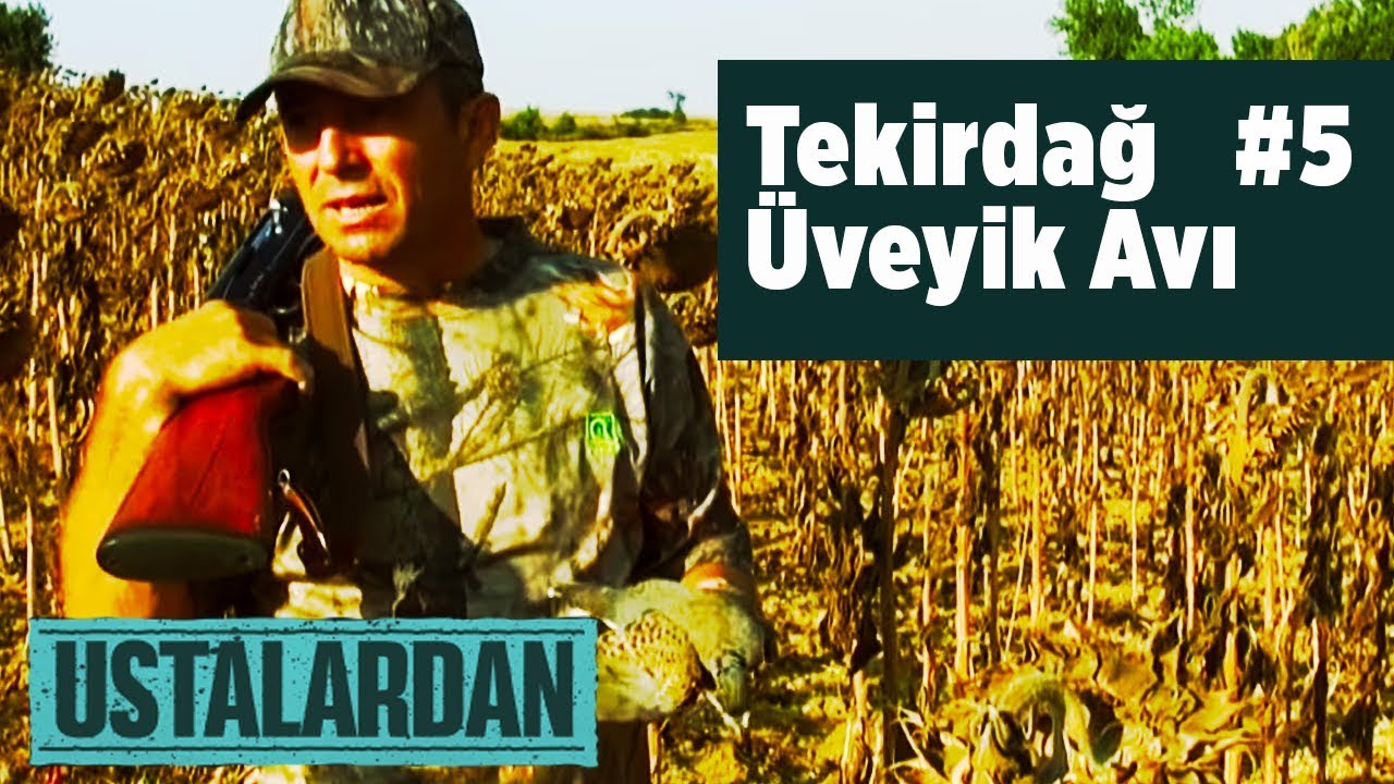 Ustalardan - Tekirdağ Üveyik Avı 5 - 1 (2015 -2016 ) - Yaban Tv - Turtle dove Hunting turtledove