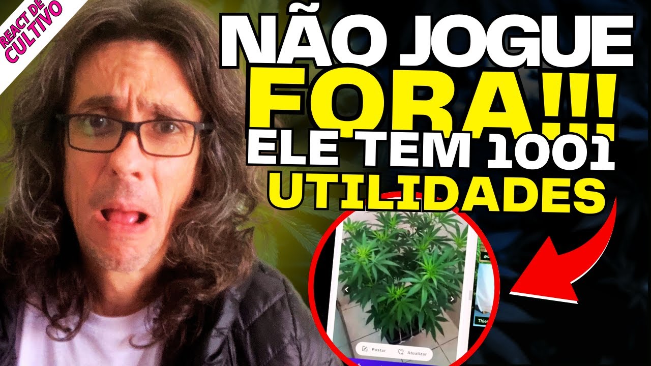 O Que Fazer Com as Plantas Macho? Descarte ou Reaproveitamento? Descubra Como Reaproveitar!