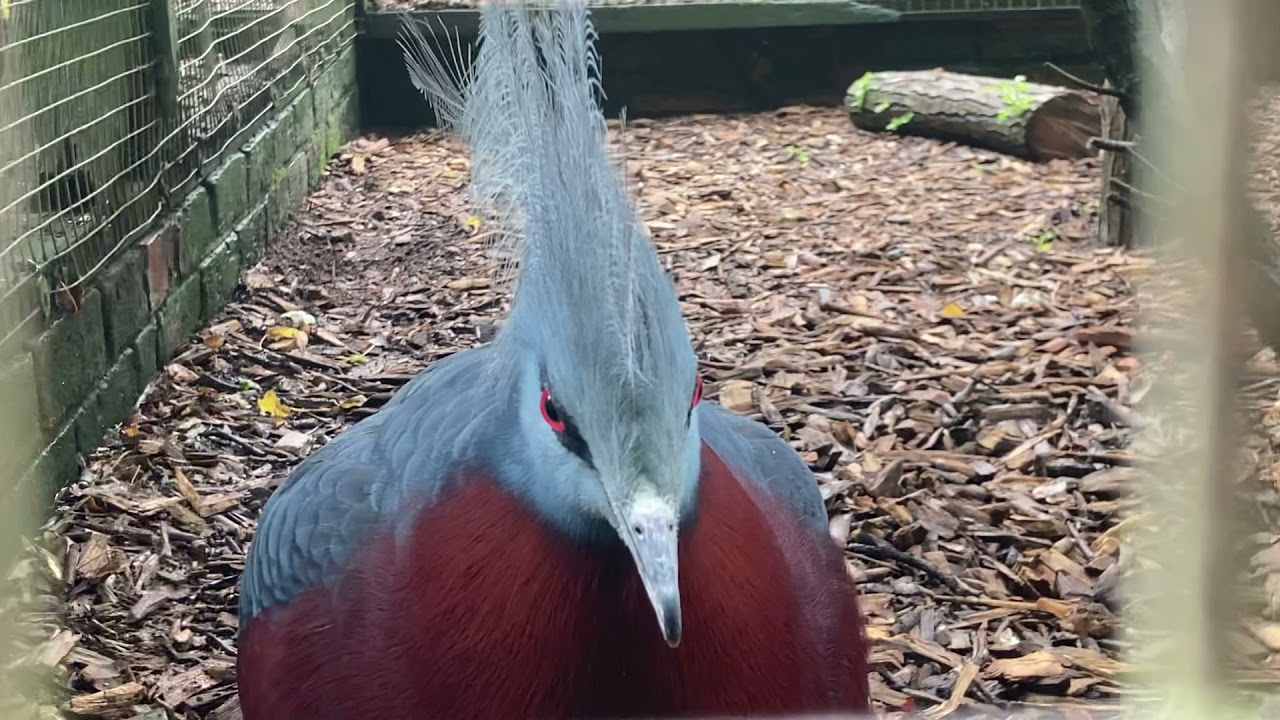 Victoria crowned pigeon calling at bird world Surrey