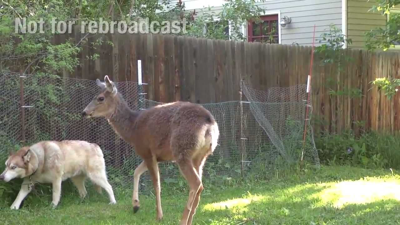 Deer attacks Dog - Husky vs Deer