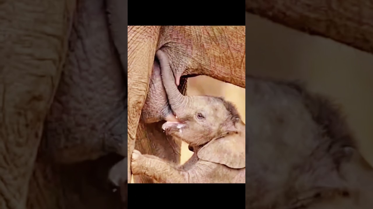 This Baby Elephant Refuses to Share His Mom&rsquo;s Milk! 🐘🥛