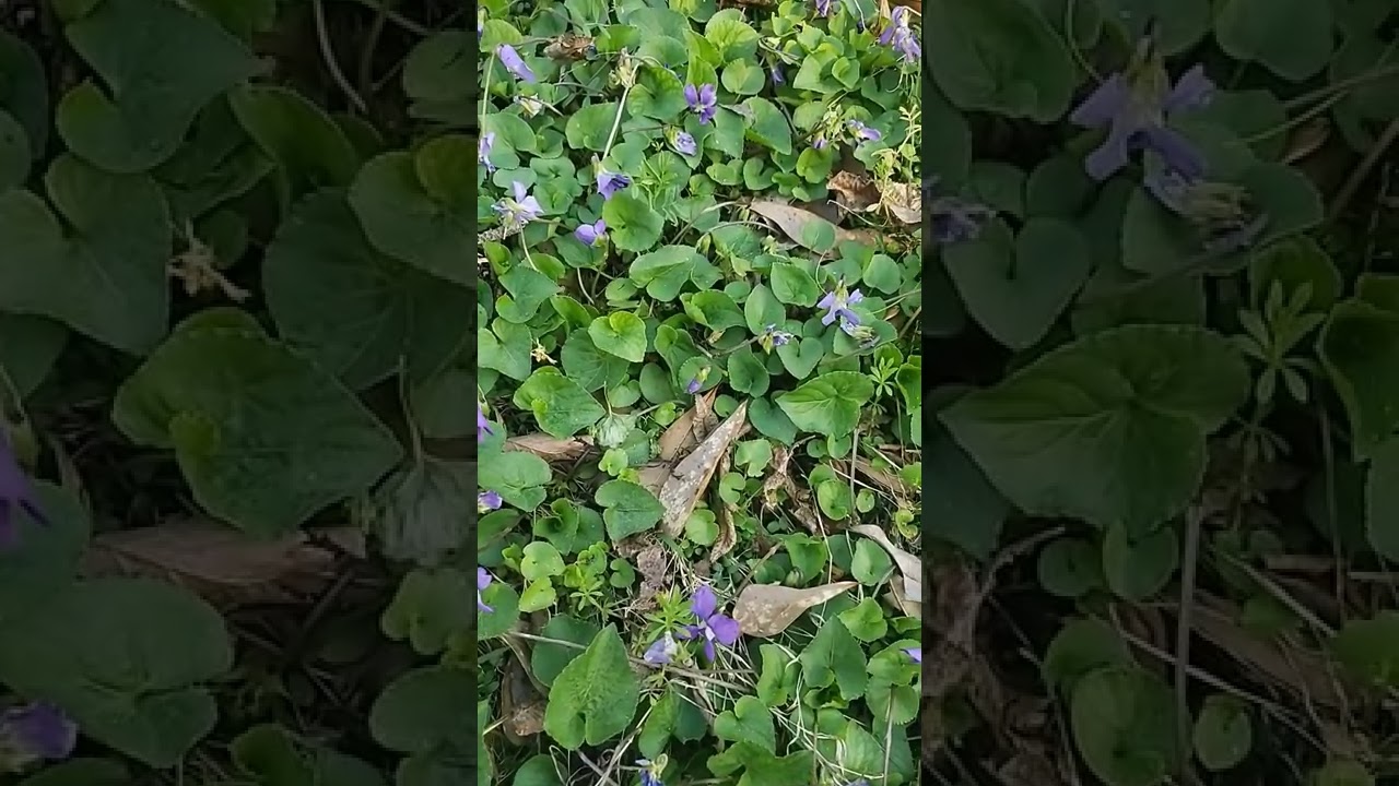 Weed Control Options for Wild Violet in Lawn
