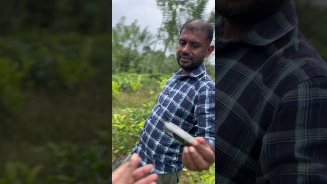 Hard Work Behind Your Tea Cup ☕ | Ceylon Tea Estate
