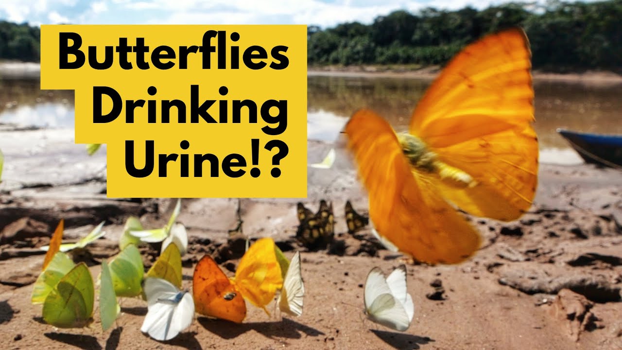 Butterflies Drinking Pee is Surprisingly Beautiful
