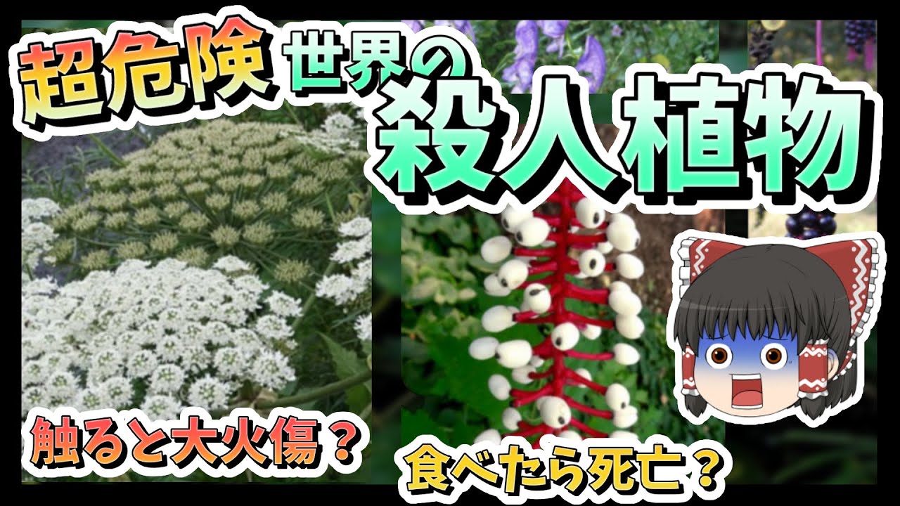 【ゆっくり解説】食べたら即死！？世界の危険すぎる植物たちを紹介！【有毒植物・危険植物】【植物雑学】