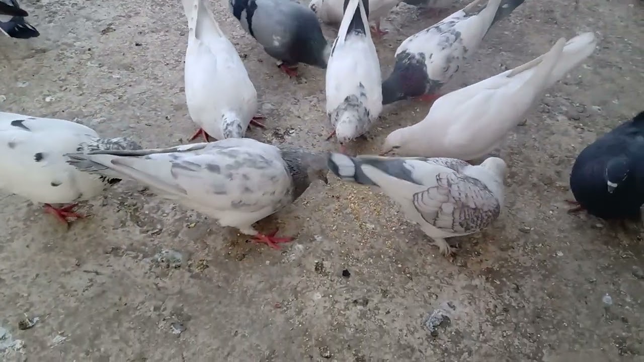 Kabutar kanha kate hue aur sath main koro koro karti hui