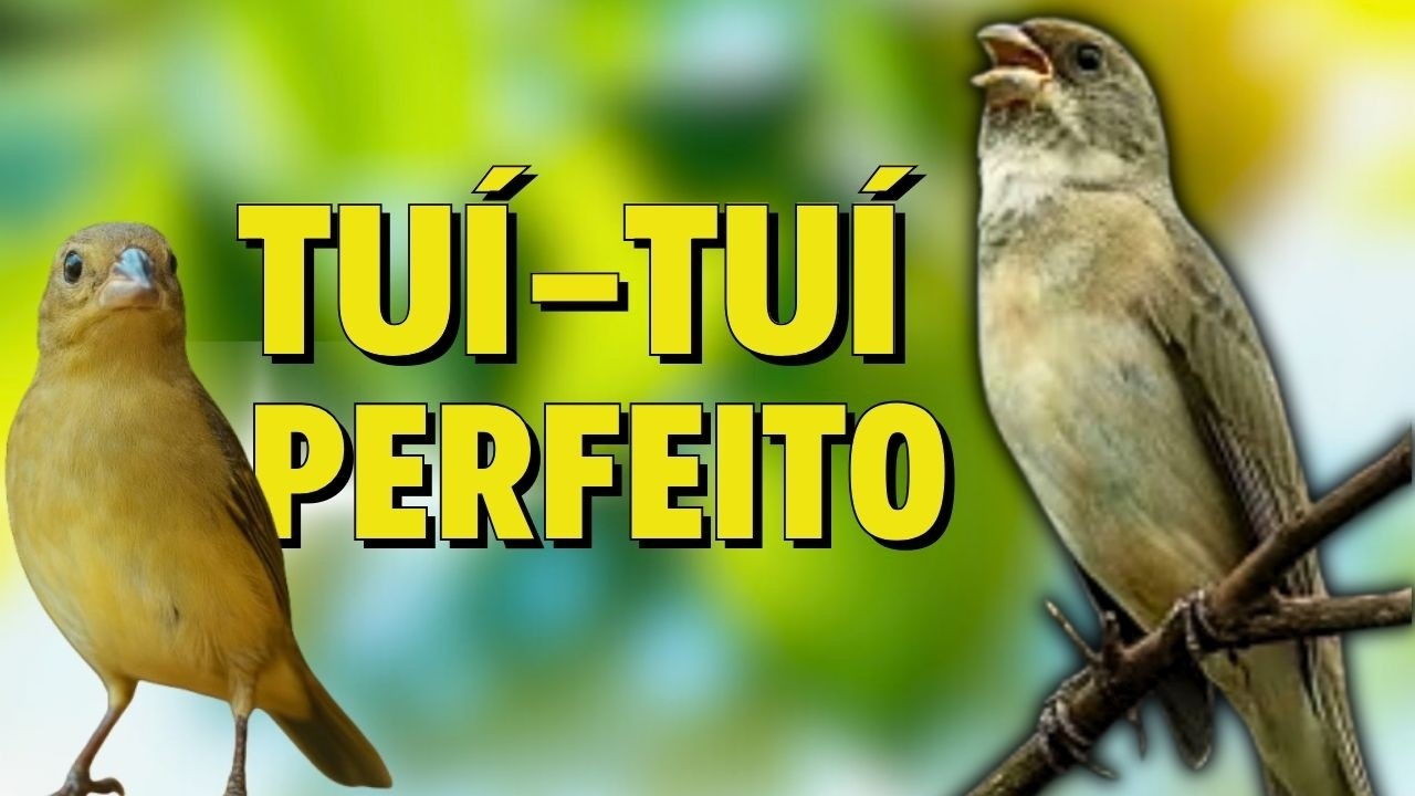 🔴MELHOR CANTO DE COLEIRO TUI-TUI PARA ENCARTE 🔴🔴COM SOM DE FÊMEA LOUCO CHAMANDO🔴TURBINE SEU PARDO🔴