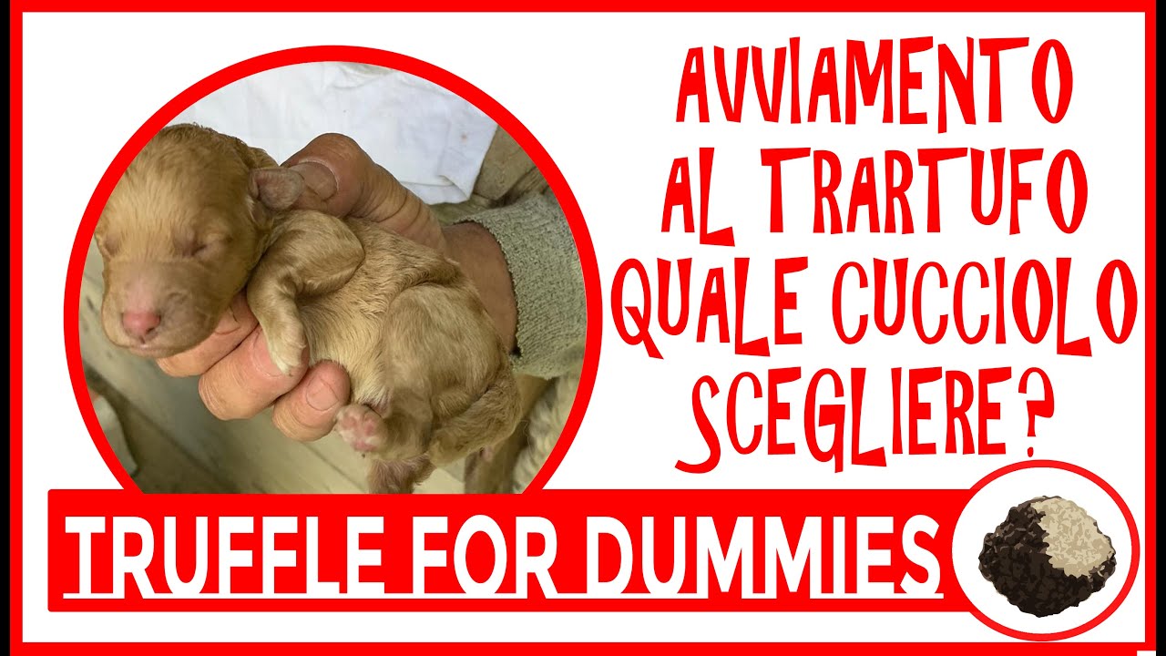 AVVIAMENTO ALLA CERCA DEL TARTUFO. Scelta del cucciolo. 3/4 di sangue LAGOTTO