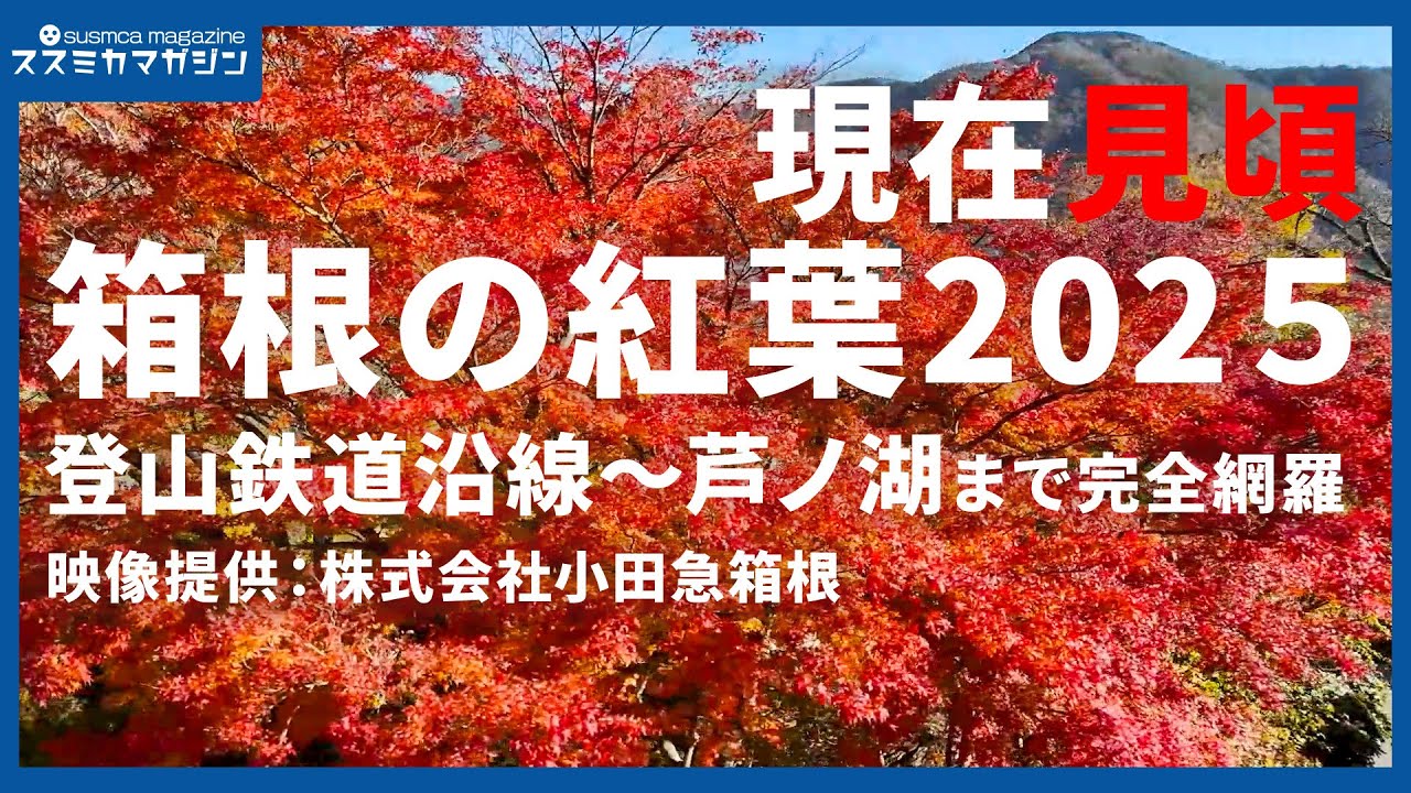 【箱根の紅葉2025】全エリアを網羅！現在の見ごろ状況 現地レポ(11/17現在） 映像提供 株式会社小田急箱根